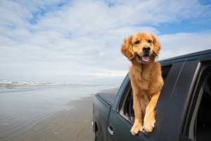 happy golden retriever with his head out the window of a truck