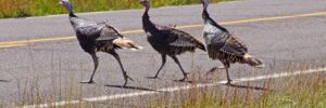 turkey-terror-when-wildlife-attacks