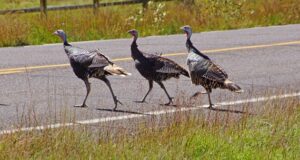 turkey-terror-when-wildlife-attacks